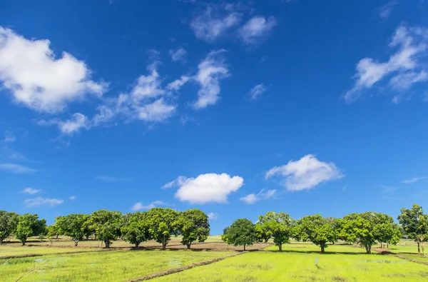 Green rice field with landscape and blue sky — Stock Photo, Image