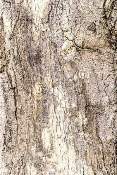 Textur des Rindenholzes als natürlicher Hintergrund — Stockfoto