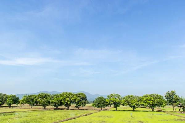 Green rice field with landscape and blue sky — Stock Photo, Image