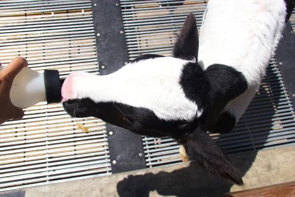 Persona que alimenta biberón de ternera de leche en la granja — Foto de Stock