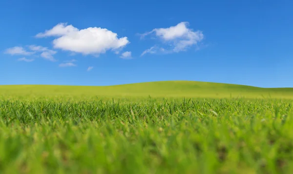 Campo verde y cielo azul — Foto de Stock