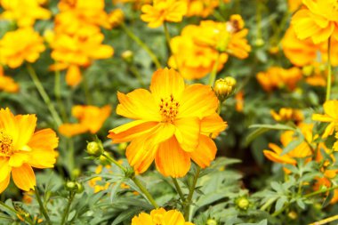 Turuncu cosmos çiçek