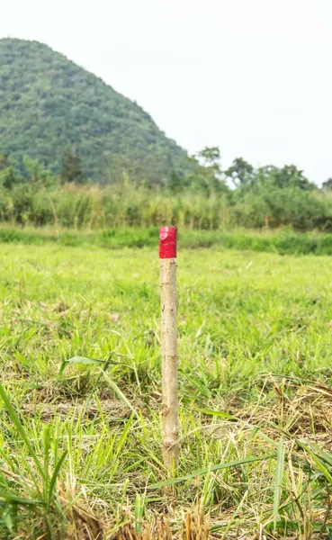 Red colored wooden pole for the setting out of a Field survey — Stock Photo, Image