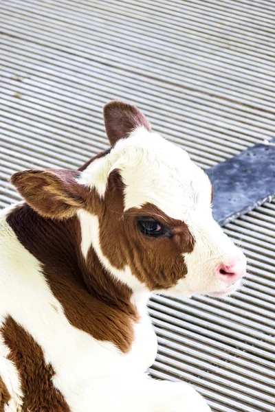 フラム、かなりのふくらはぎ、茶色と白の子牛. — ストック写真