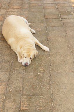 şişman labrador geri almak