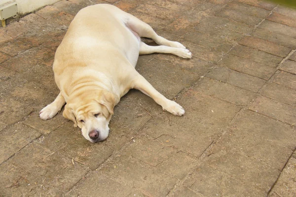 脂肪的拉布拉多犬 — 图库照片