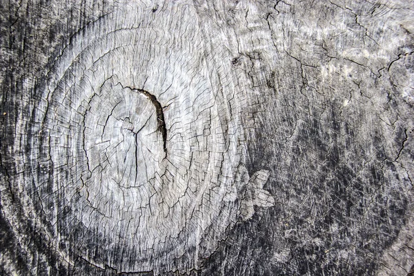 Section of old tree , old wooden background and texture — Stock Photo, Image