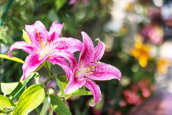 Beautiful pink lily, on green background — Stock Photo, Image