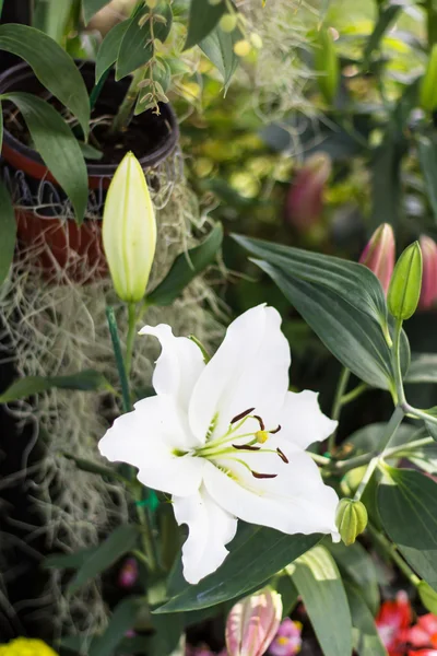 Beautiful white lily, on green background — Stock Photo, Image