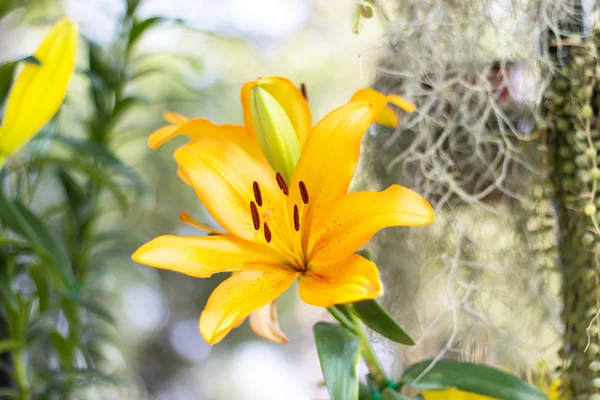 Beautiful orange lily in garden — Stock Photo, Image