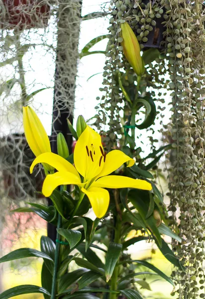 Hermoso lirio amarillo en el jardín — Foto de Stock