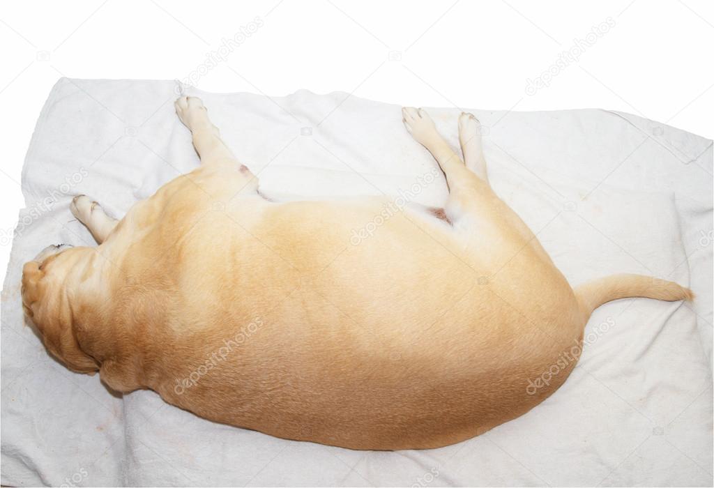 Fat labrador retriever  sleep on the floor