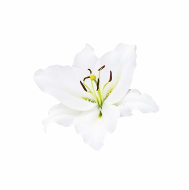 kırpma yolu beyaz zemin üzerine beyaz zambak