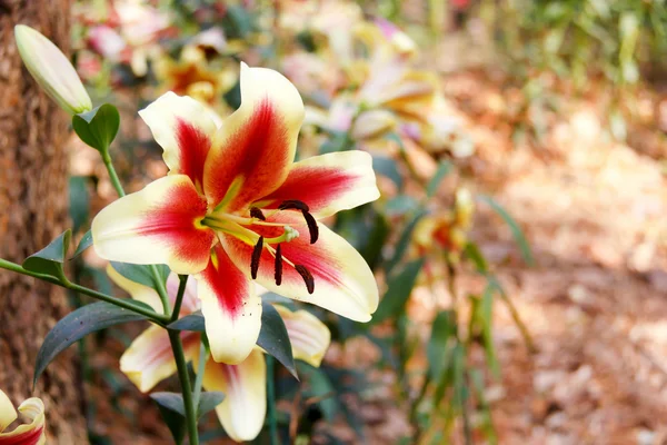 Hermoso lirio en el jardín. — Foto de Stock