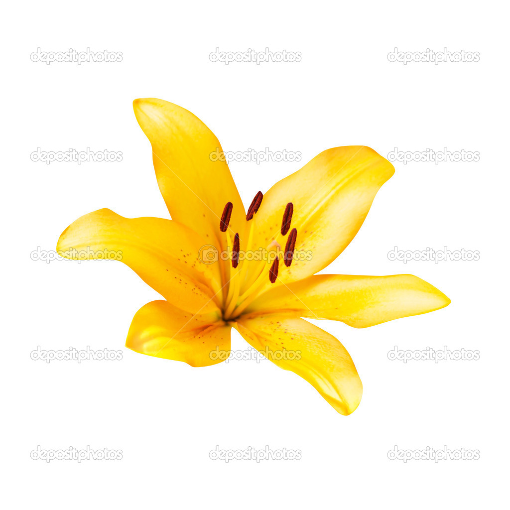 yellow lily on white background with clipping path