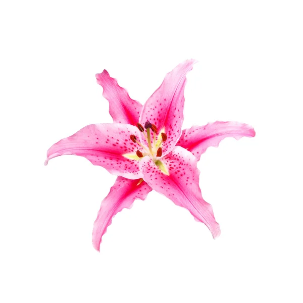 Schöne rosa Lilie auf weißem Hintergrund mit Clipping Pfad — Stockfoto