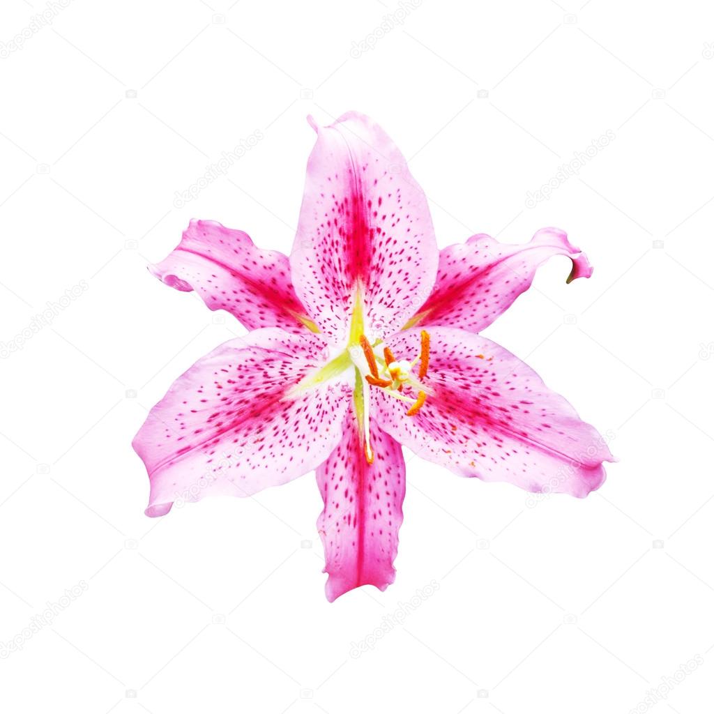 beautiful pink lily on white background with clipping path 