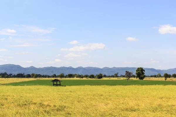 Rice field with shack on mountain background — Stock Photo, Image