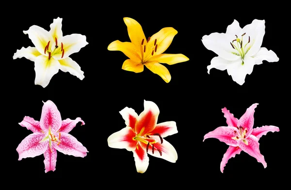 Set von schönen Lilienblüten auf schwarzem Hintergrund mit Ausschnitt — Stockfoto