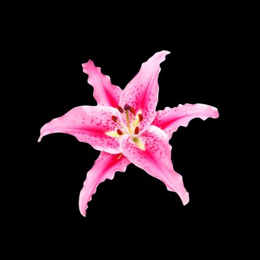 kırpma yolu ile siyah arka plan üzerine pembe lily