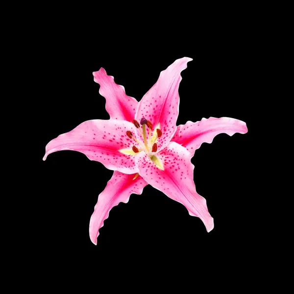 Roze lily op zwarte achtergrond met uitknippad — Stockfoto