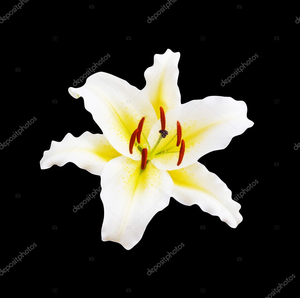 white lily on black background with clipping path 