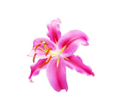 kırpma yolu ile beyaz arka plan üzerinde güzel pembe lily