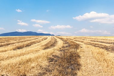 pirinç hasat sonra alan ve mavi gökyüzü