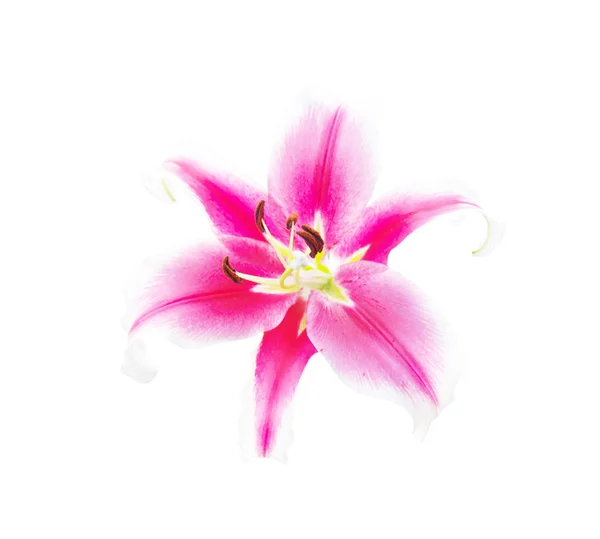 美丽的粉色百合，具有剪切路径的白色背景上 — 图库照片
