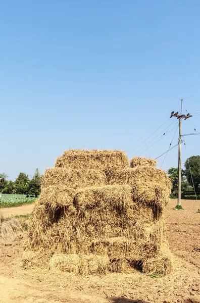 Halm i gård, hög med halm av produkten från risfält efter col — Stockfoto