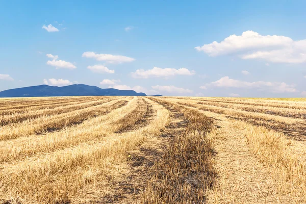 Ris fält efter skörden och blå himmel — Stockfoto
