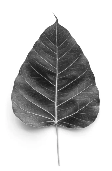 Textura Bodhi ou folha de figueira sagrada no fundo branco, cor cinza — Fotografia de Stock