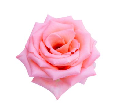 Beyaz arkaplanda yalıtılmış pembe gül başı çiçeği, yumuşak odak ve kırpma yolu