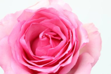 Pembe gül çiçeğini kapat. Yumuşak odaklan ve boşluğu kopyala.