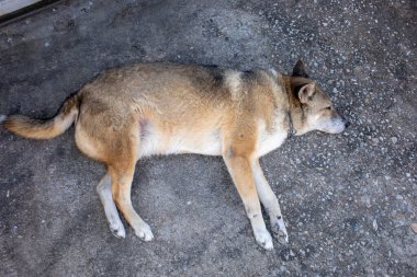 16 yaşındaki şişko kahverengi köpek beton zeminde uyuyor.