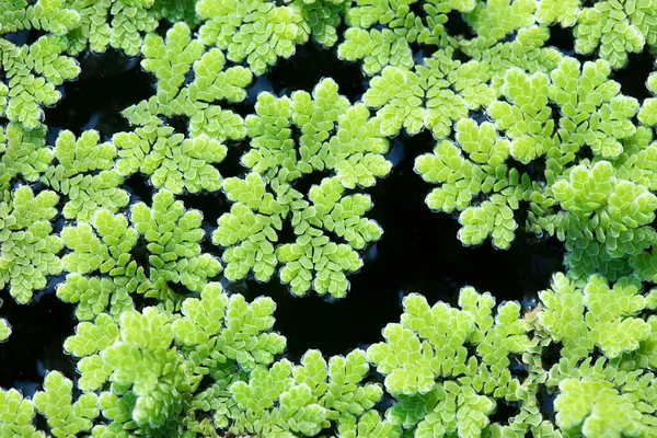 Azolla Caroliniana Mosquito Varen Watervaren Het Een Kleine Waterplant Familie — Stockfoto