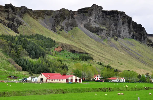 Islandský farma — Stock fotografie