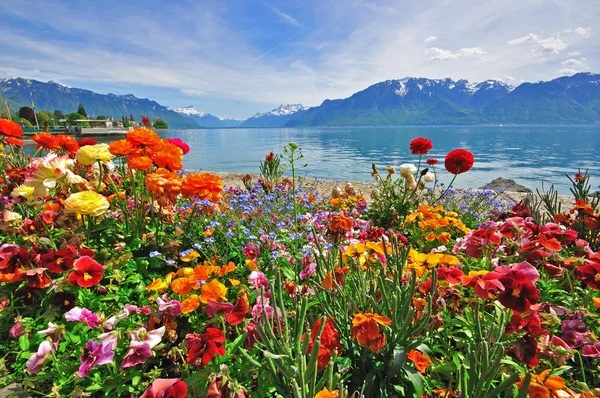Blumen in den Schweizer Alpen — Stockfoto
