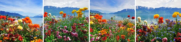 Alpine flowers — Stock Photo, Image