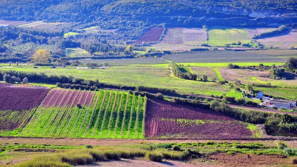 Campo de grama — Fotografia de Stock