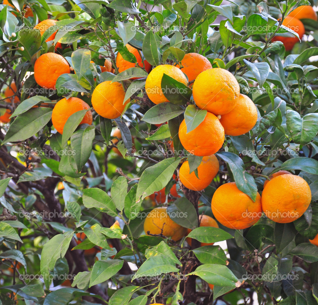 Mandarin Tree For Sale Near Me