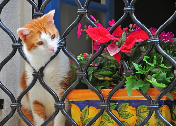 Een triest kat kijkt uit raam — Stockfoto