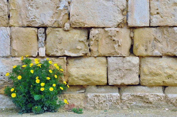 Fleurs et mur — Photo