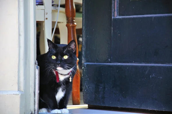 Black cat looking out door — Stock Photo, Image