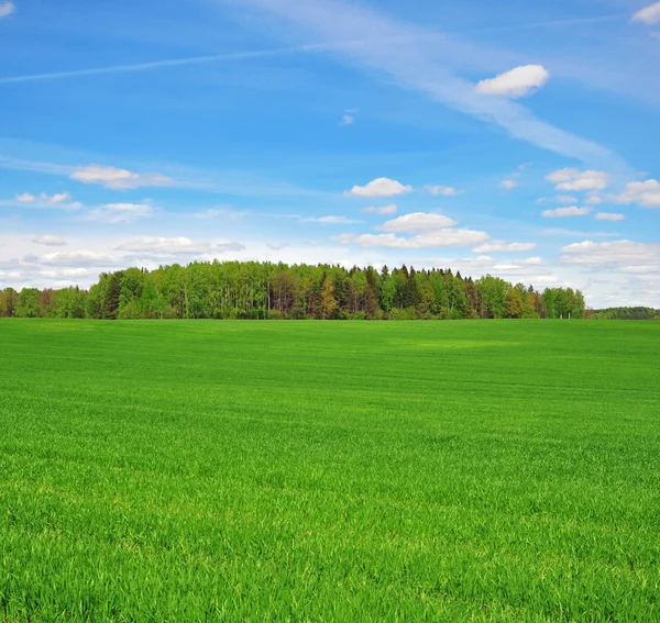 Hintergrund der Rasenfläche — Stockfoto