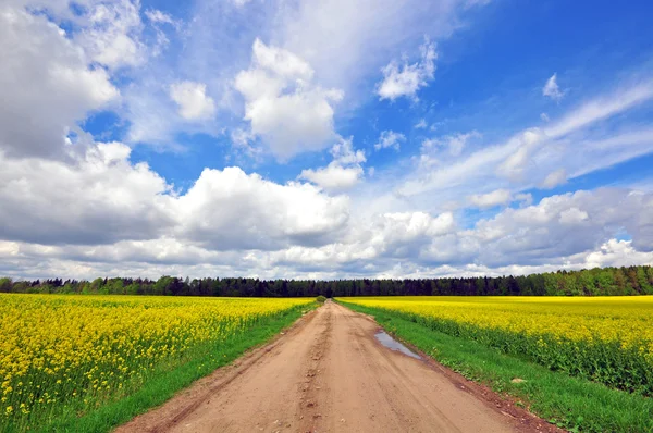 Country road in the field — Stock Photo, Image