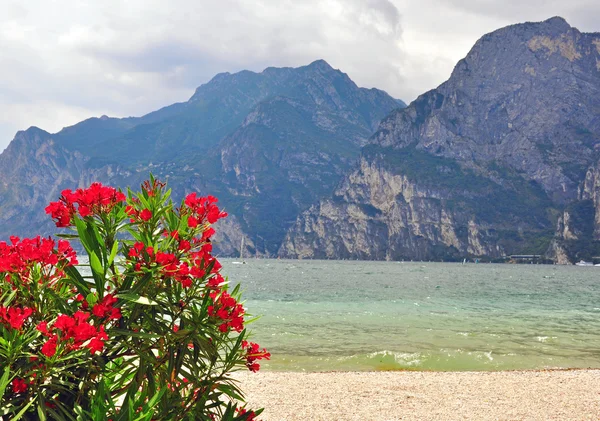 Flores, montañas y lago — Foto de Stock