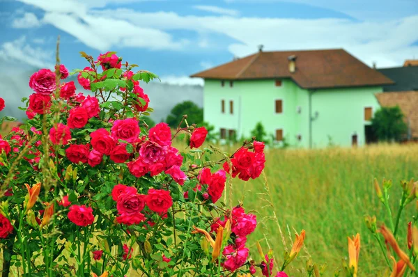 Rózsa és a ház — Stock Fotó