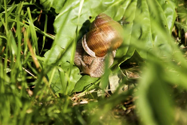 Caracol na grama — Fotografia de Stock