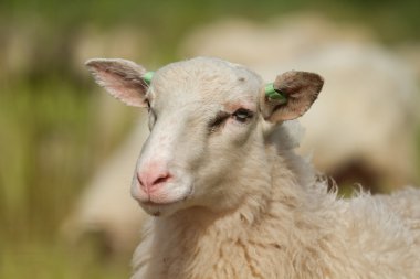 Portrait of a sheep clipart
